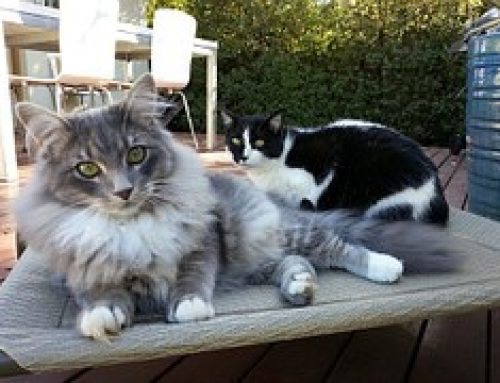 50 SHADES OF FUR